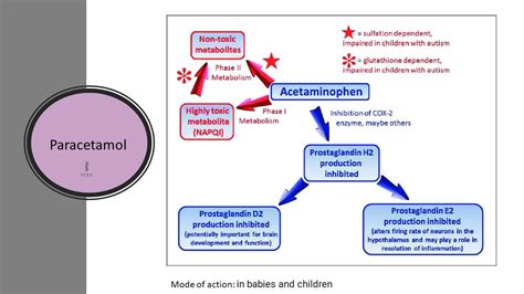 Mechanism Of Paracetamol