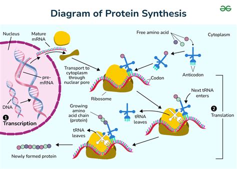 Mechanism Of Protein Synthesis