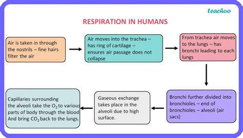 Mechanism Of Respiration Notes