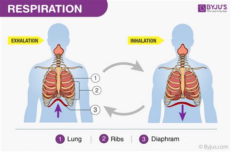 Mechanism Of Respiration