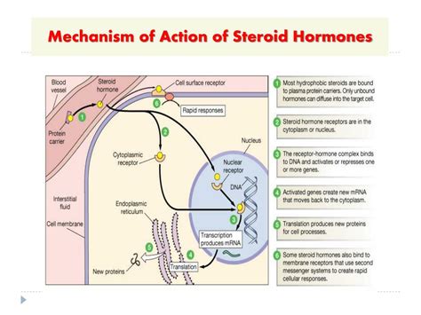 Mechanism Of Steroid Hormone Action