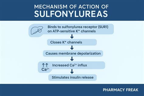 Mechanism Of Sulfonylureas