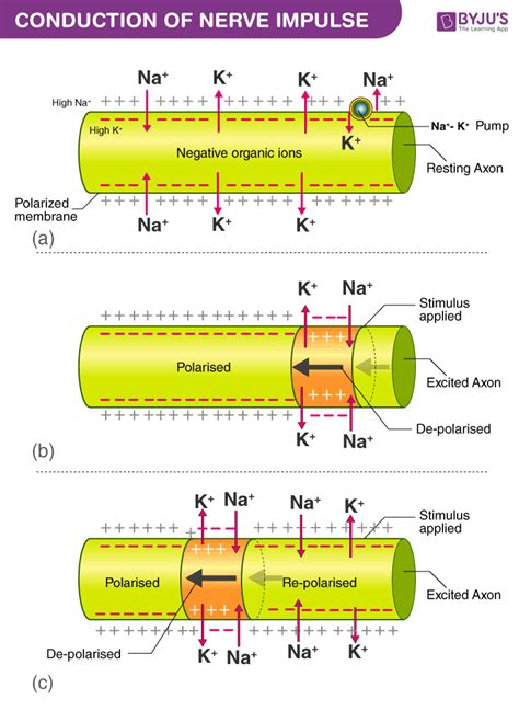 Mechanism Of Transmission Of Nerve Impulse