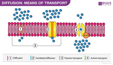 Mechanism Of Transport Across Cell Membrane