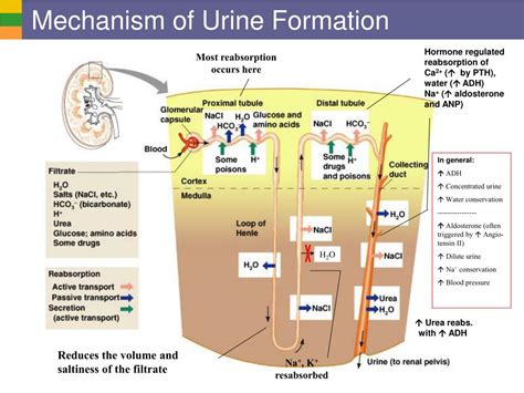 Mechanism Of Urine Formation Ppt