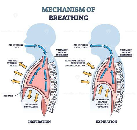 Mechanism Of Ventilation