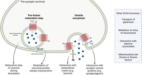Mechanism Of Vesicular Release Of Nts