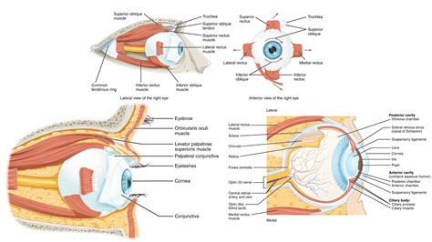 Mechanism Of Vision In Human Eye