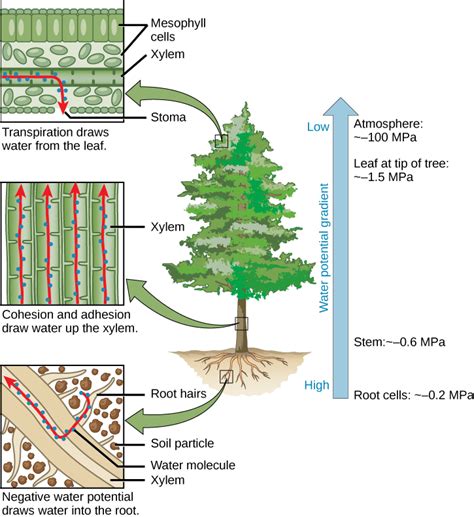 Mechanism Of Water Transport Through Xylem
