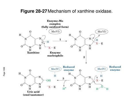 Mechanism Of Xanthine Oxidase