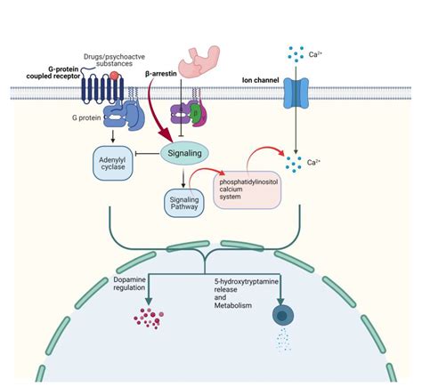 Mechanism Of Yohimbine