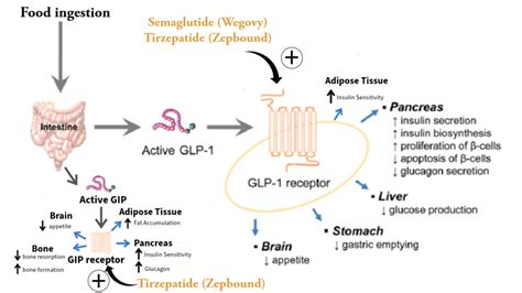 Mechanism Of Zepbound Drug