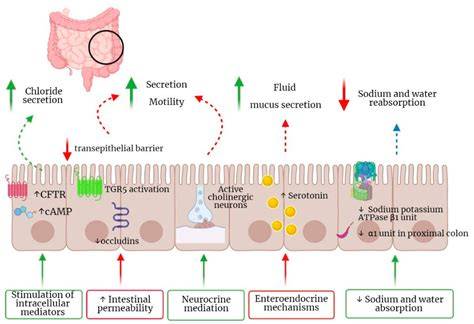 Mechanism Of Zinc In Diarrhoea