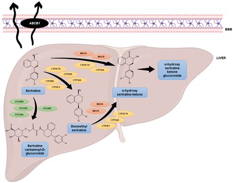 Mechanism Of Zoloft Action