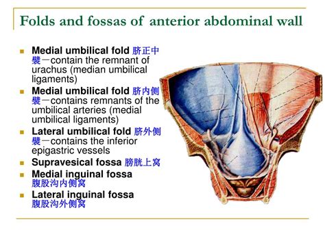 Median Umbilical Ligament