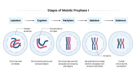 Meiosis Prophase 1 Stages