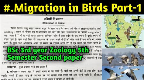 Migration Of Birds Meaning In Hindi