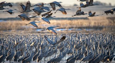 Migration Of Cranes