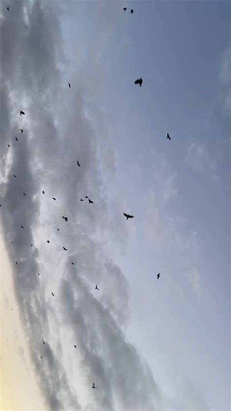 Migration Of Crows