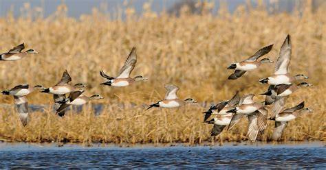 Migration Of Ducks