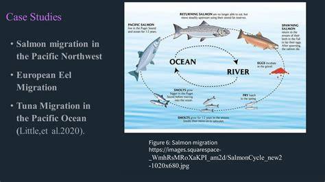 Migration Of Fishes Diagram