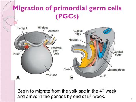 Migration Of Germ Cells