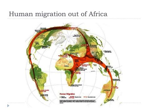 Migration Of Humans Out Of Africa