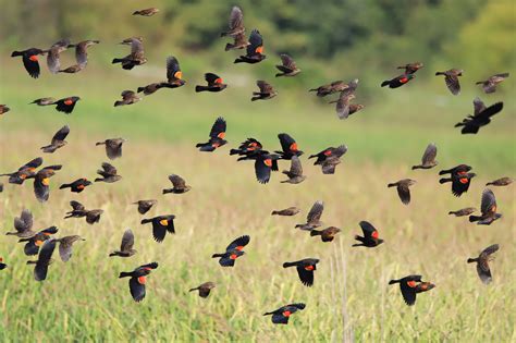 Migration Of Red Winged Blackbird