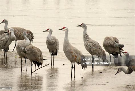 Migration Of Sandhill Cranes