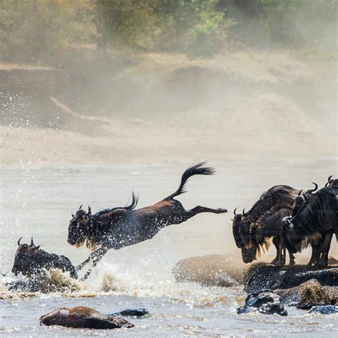 Migration Of Zambia