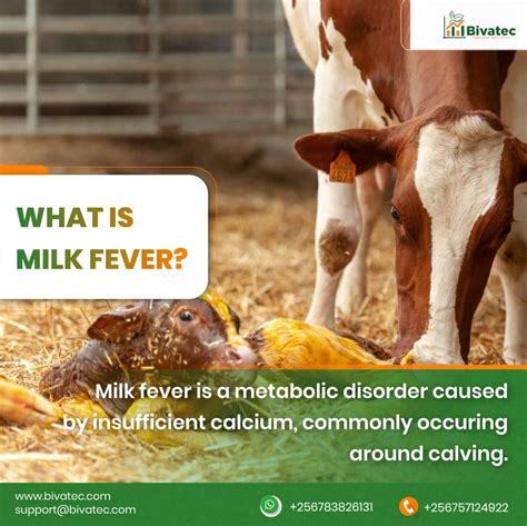 Milk In Fever