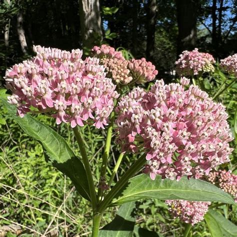 Milkweed Native To Kentucky