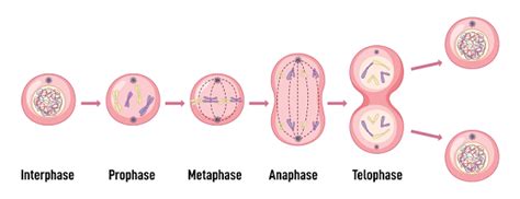 Mitotic Phases M Phase