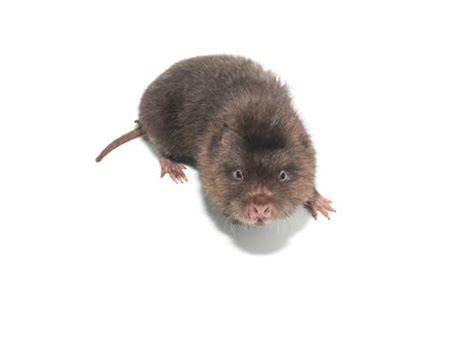 Mole Endemic To North America