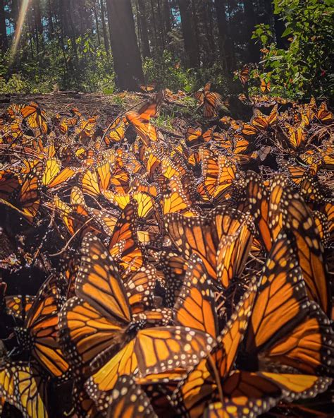 Monarch Butterfly Do They Migrate