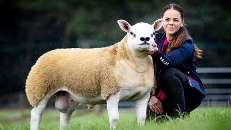 Most Expensive Lamb
