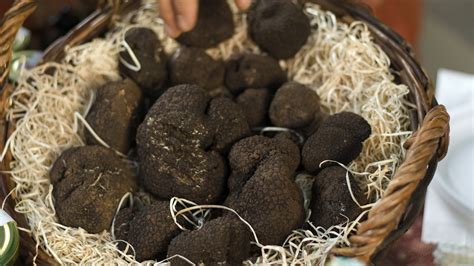 Most Expensive Truffle Mushroom