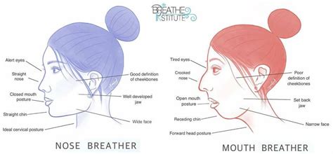 Mouth Breather Vs Nose Breather