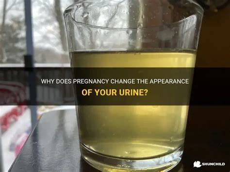 Murky Urine Pregnancy