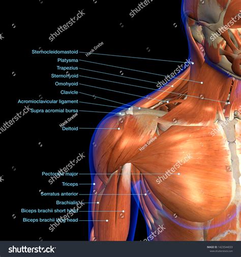 Muscle From Neck To Shoulder