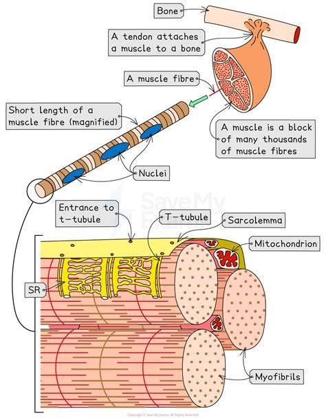 Muscle Structure A Level Mline