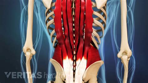 Muscle Tears In Lower Back