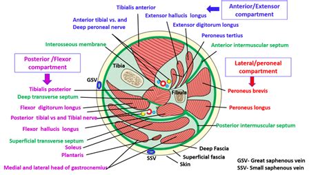 Muscles Anterior Compartment Of Leg