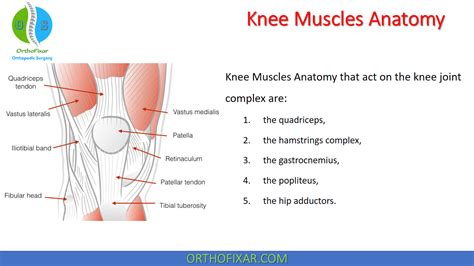 Muscles In The Knee