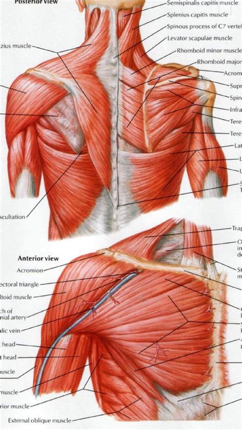 Muscles In The Shoulder