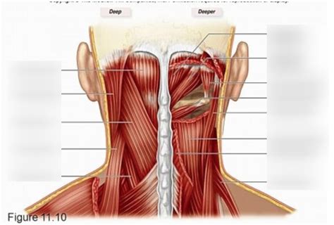 Muscles Of Posterior Neck
