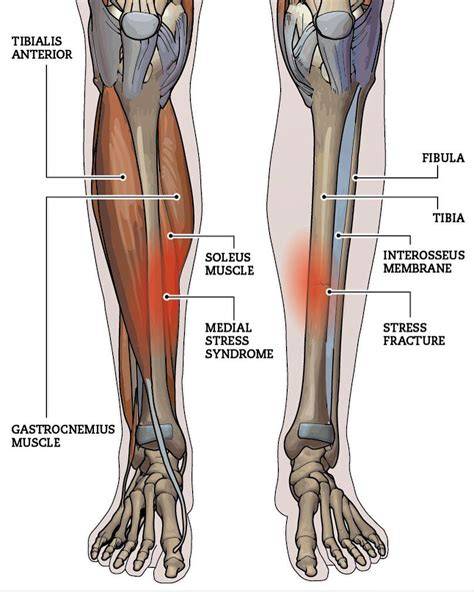 Muscles On Shin Bone
