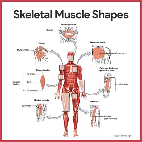 Muscular System Anatomy And Physiology