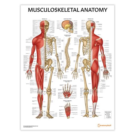 Musculoskeletal Anatomy