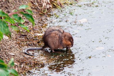 Muskrat Do They Hibernate